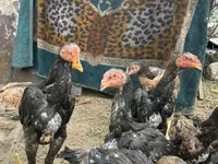 Chickens — zdjęcie 8