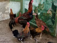 Bantam japonez — foto 4