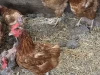 Chickens — 照片 2