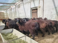 مینڈھا, بھیڑیں — تصویر 6