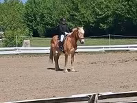 Aygır, Haflinger — foto 4