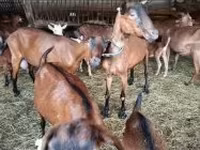 Ged, Alpine goat — foto 2