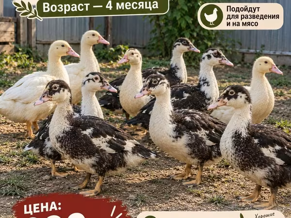 Ducks