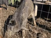 Babi hutan, Мангалица — foto 1