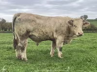 ثور, Charolais cattle — الصورة 6