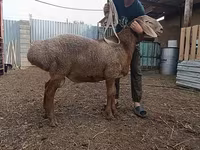 Ovce (šarže, pohlaví neuvedeno), Arashan sheep — foto 1