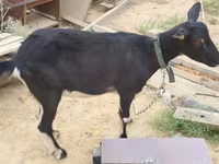 Koza, Alpine goat — zdjęcie 6