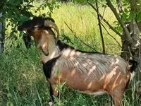 Kambing jantan, Nubian Goat — foto 3