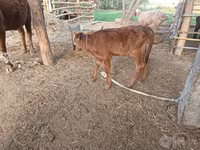 گاو ماده, Red Estonian cattle — عکس 2