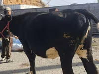 Vacă, Russian Black pied cattle — foto 2
