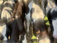 Skot (série, pohlaví neuvedeno), Russian Black pied cattle — foto 2