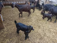 Capra, Damask goat — foto 7