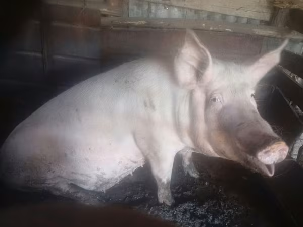 ሴት አሣማ, Pigs