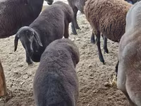 قوچ, گوسفند — عکس 1