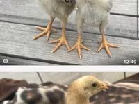 Chickens — 사진 1