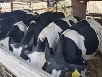 گاو نر, Russian Black pied cattle — عکس 3