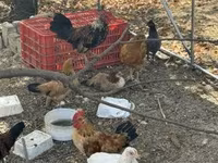 Chickens — 사진 1