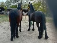 Aygır, Friesian — foto 7