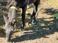 گھوڑا, گھوڑے — تصویر 3