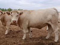 Cow, Charolais cattle — photo 4