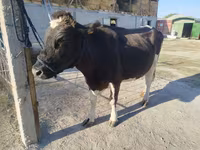 Krava, Russian Black pied cattle — foto 6