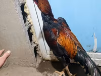 Shamo chickens — foto 5