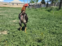 Chickens — عکس 2