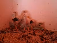 Chickens — புகைப்படம் 7