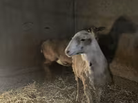 암양, Rhon sheep — 사진 3