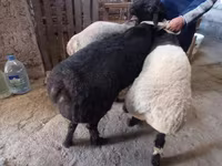 مینڈھا, Rhon sheep — تصویر 1