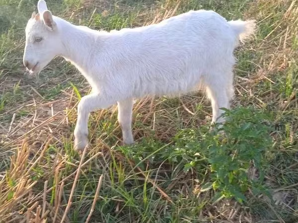 ፍየል, Saanen goat