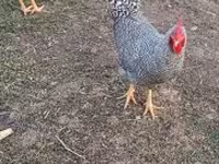 Chickens — foto 3