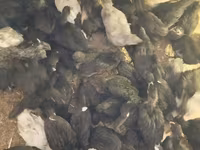 Turkeys — zdjęcie 4