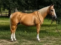 घोड़ा, Quarter Horse — फ़ोटो 1