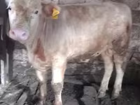 Bou, Simmental cattle — foto 2