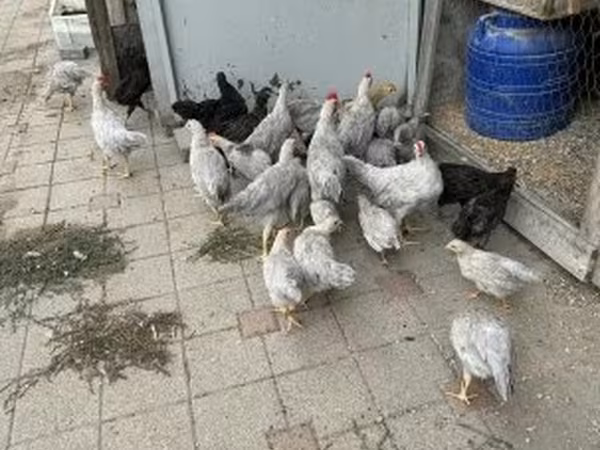 Chickens
