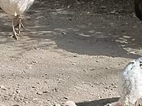 Turkeys — عکس 1