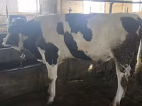 گاو نر, Simmental cattle — عکس 6