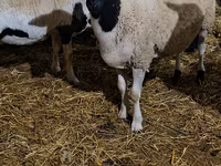 قوچ, Dorper sheep — عکس 2