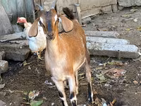 母山羊, Nubian Goat — 照片 2