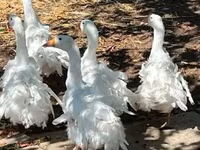 Geese — 写真 3