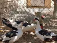 Magpie — foto 5