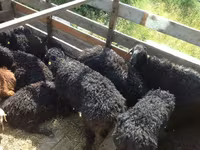 แกะตัวผู้, Edilbay sheep — รูปภาพ 1