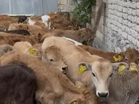 گاو نر, گاو — عکس 7