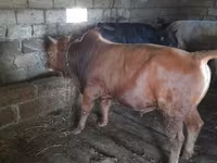 Bou, Bovine — foto 1