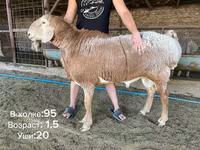 قوچ, Arashan sheep — عکس 4