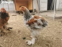 Brahma — foto 2