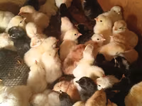 Chickens — الصورة 2
