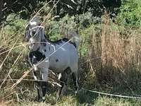 بکرا, Nubian Goat — تصویر 6