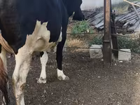 Сиыр, Russian Black pied cattle — 6-сурет